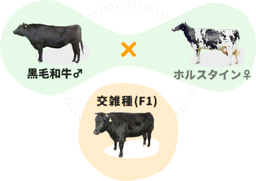 �L���T�q��̋��͌��G��i����������j