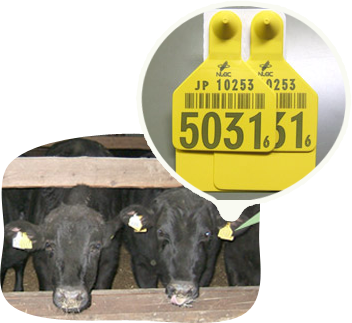 �̎��ʎ��W